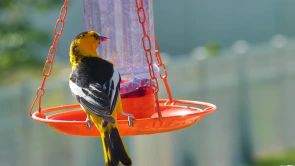 Adult male Bullock's oriole eats from a jelly feader then flies away alt