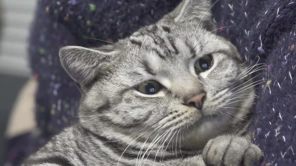 Beautiful grey cat alt