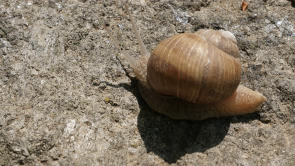 Close-up of Helix pomatia escargot with spiral shell  4K 2160p 30fps UltraHD footage - Outdoor slowl alt