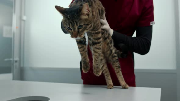 Domestic cat on a medical examination at a veterinarian. A vet clinic alt