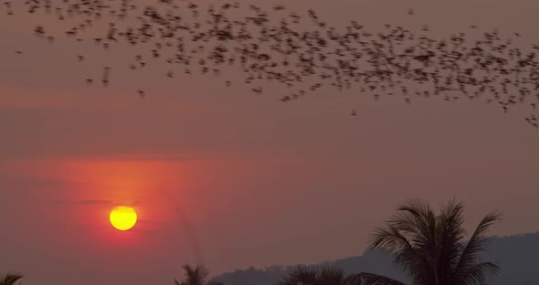 Enormous Colony Of Bats Flying Through Shot In Formation Over Jungle As Sun Sets In Background In 4K alt