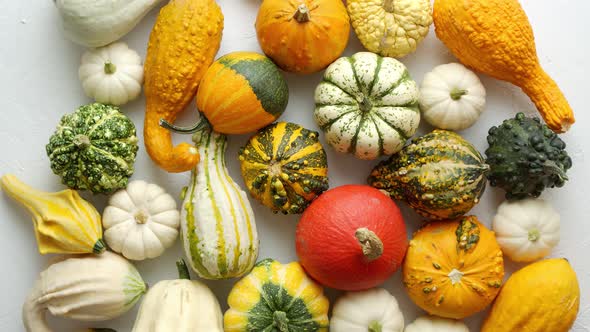 Colorful Various Kinds Mini Pumpkins on White Background Top View Flat Lay alt