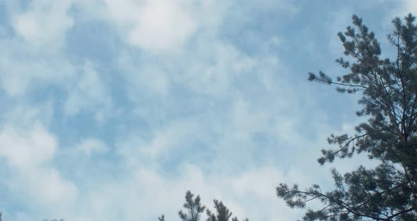 Clouds in The Sky, Float Above the Tops of Young Pines 