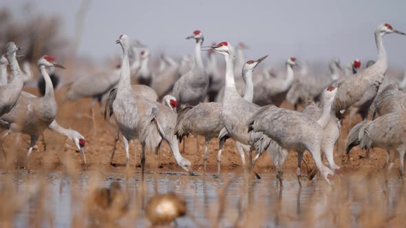 Clsoe-up of sandhill cranes walking around in cornfield. alt
