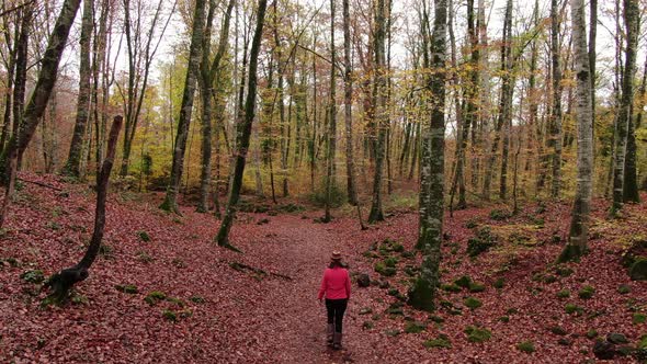 Hiker Woman Walking Through the Forest in Autumn