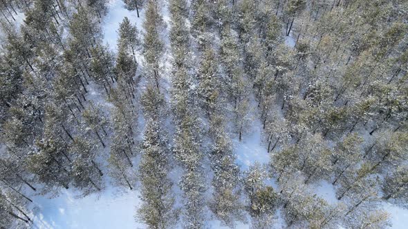 aerial view of snowy trees alt