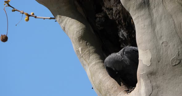 Western jackdaw (Coloeus monedula), perched on a platanus alt