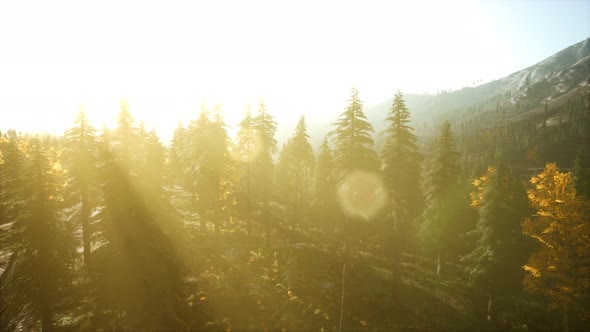 Aerial View of the Beautiful Autumn Forest at Sunset with Green Pine Trees alt