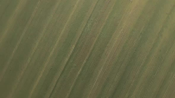Aerial Flight Above Rural Countryside Landscape With Growing Wheat Field