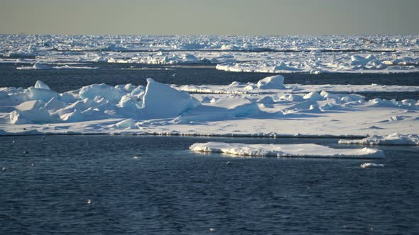 Many Gulls Fly and Swim on the Water Against the Background of Passing Blue Ice with Beautiful