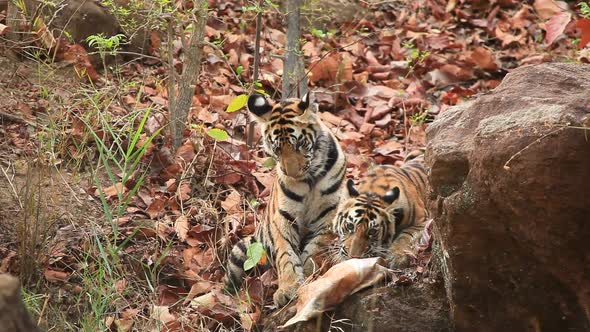 Two Tiger Cubs plays with a plastic sack they found on a waterbody in the Jungle of Bandhavgarh in C alt