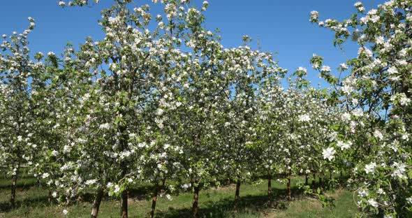 apple trees blooming during the spring season, Occitanie, southern France alt