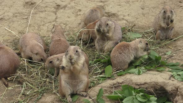 A prairie dogs (Cynomys ludovicianus)eating dry hay