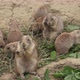 A prairie dogs (Cynomys ludovicianus)eating dry hay - VideoHive Item for Sale