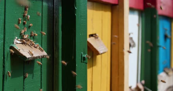 Colorful houses for domestic bees