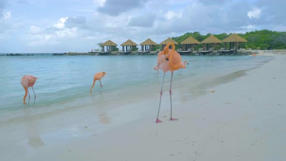 Aruba Beach with Pink Flamingos at the Beach Flamingo at the Beach in Aruba Island Caribbean alt