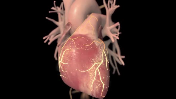 Heart failure means that the heart is unable to pump blood around the body properly. alt