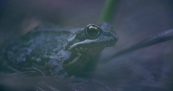 Frog among the grass. Close-up of the amphibian