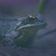 Frog among the grass. Close-up of the amphibian - VideoHive Item for Sale
