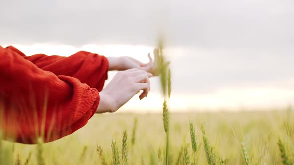 Slow Motion on Tender Romantic Woman Hands Gently Touching Wheat Ears on Rural Agricultural Field