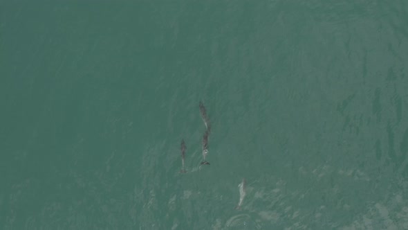 Dolphins casually swimming in the waters of Vleesbaai Western Cape South Africa alt