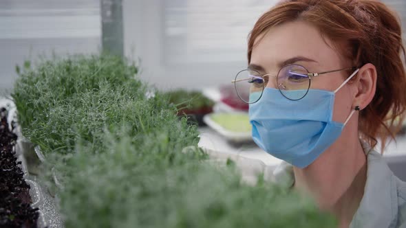 Female Specialist in a Medical Mask and Gloves Checks Microgreens Grown in Container on Background alt