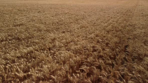 Drone footage of wheat field in Summer