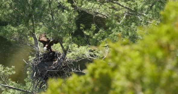 Looking down into an eagle’s nest, a bald eagle mother flies into the nest and is greeted by her bab alt