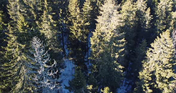 Early Spring in Forest Top Aerial View Over Mixed Forest alt