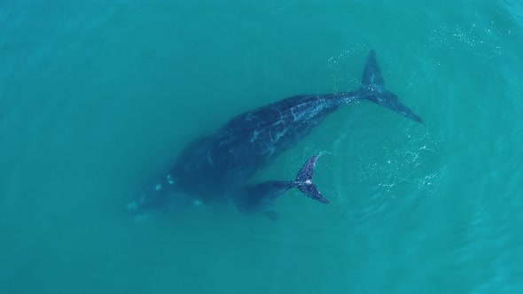 Aerial - mother Southern Right whale & calf dives down together in calm water alt