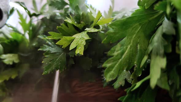 Fresh Herbs in the Fridge