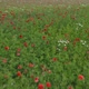 Flying Over a Field with Red Poppies - VideoHive Item for Sale