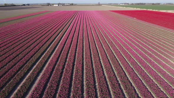 Colorful flowerfields with blooming tulips in the Flevopolder of the Netherlands alt