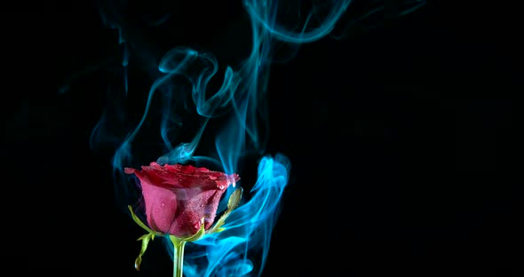 Red rose from garden in night. alt