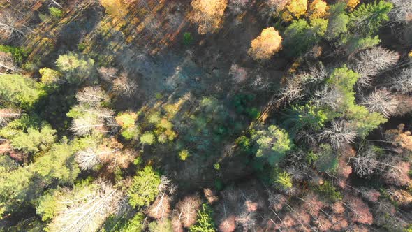 Drone footage, top.view, of a colourful autumn forest. Filmed in realtime at 4k alt