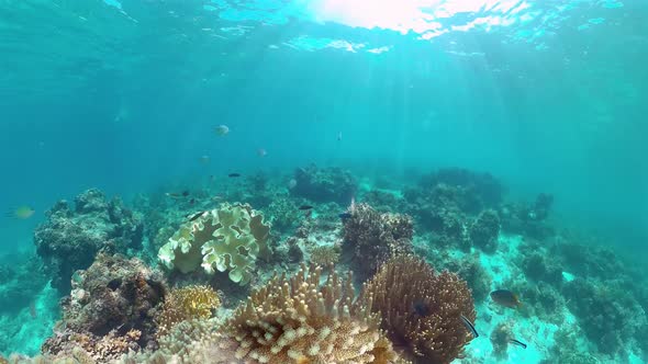 The Underwater World of a Coral Reef alt