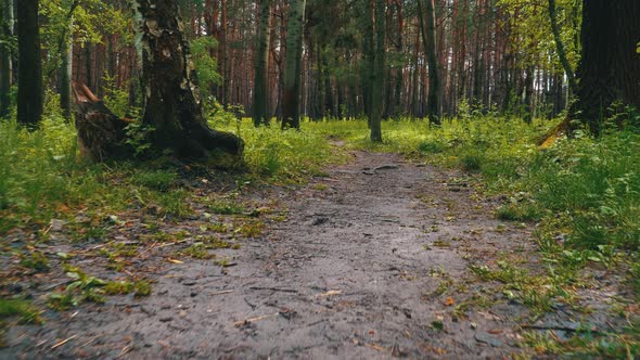 Walking on a Path in the Green Forest. Pov of Hiker Walking on Wood Trail. alt