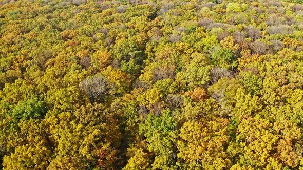 Forest Autumn Aerial Photography Beautiful