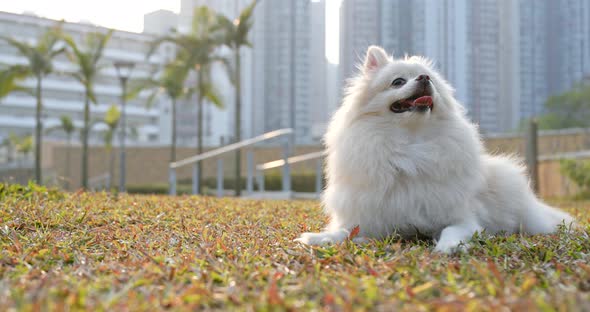 Cute pomeranian dog alt