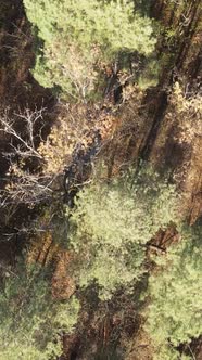 Vertical Video of Forest Landscape in Autumn Slow Motion alt