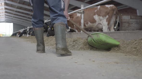 boots with cows on them