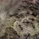 Caterpillar and Ants - VideoHive Item for Sale