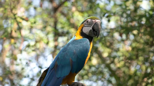 blue and gold macaw perched on a tree alt