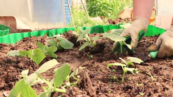 Women's Hands in Gloves Carefully Dig Up Seedlings of Cucumbers with a Scoop alt