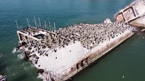 Massive flock of black cormorant birds sitting on SS Palo Alto, sunken concrete ship. Aerial view alt
