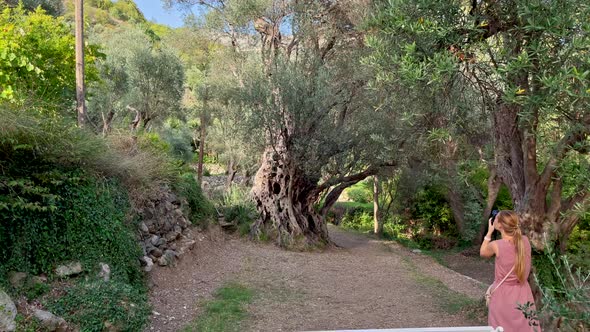 A Woman and Her Son Visit the Old Olive Stara Maslina a Famous Tourist Attraction alt