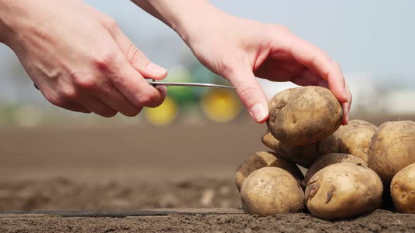 Close-up, Female Hands Cut Potato Into 2 Halves, Near Hill of Potato Tubers on Soil, Ground, Against alt