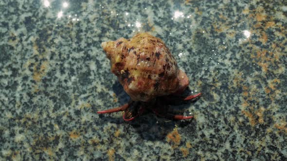Hermit Crab Crawling on Pebbles in Black Sea Seashore, Crimea