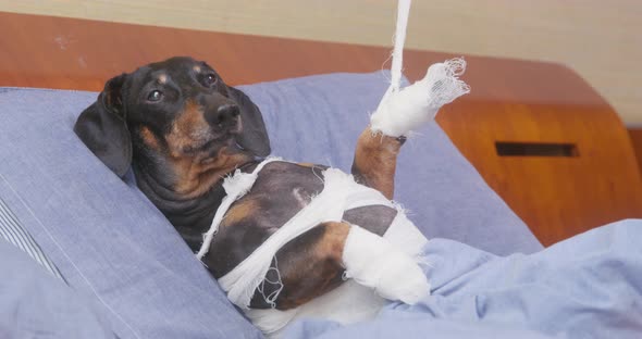 Owner of Dachshund Dog Lifts Injured Paw Using Bandage alt