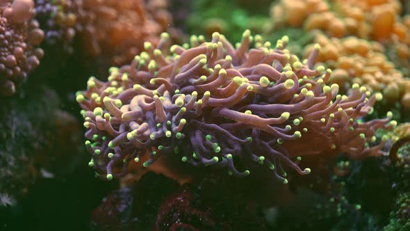 Underwater Decor  Alive Colorful Coral